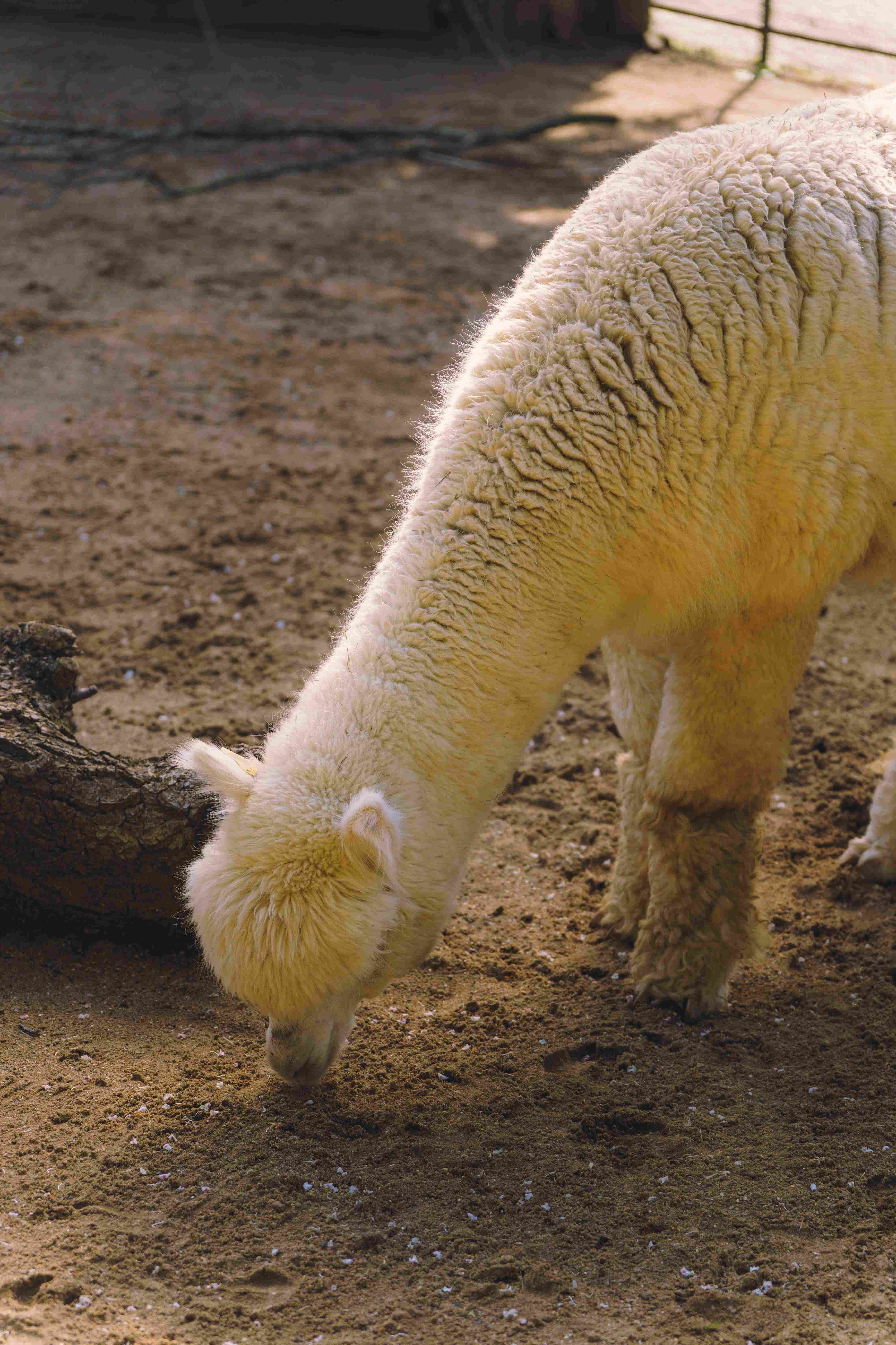 Grazing Alpaca